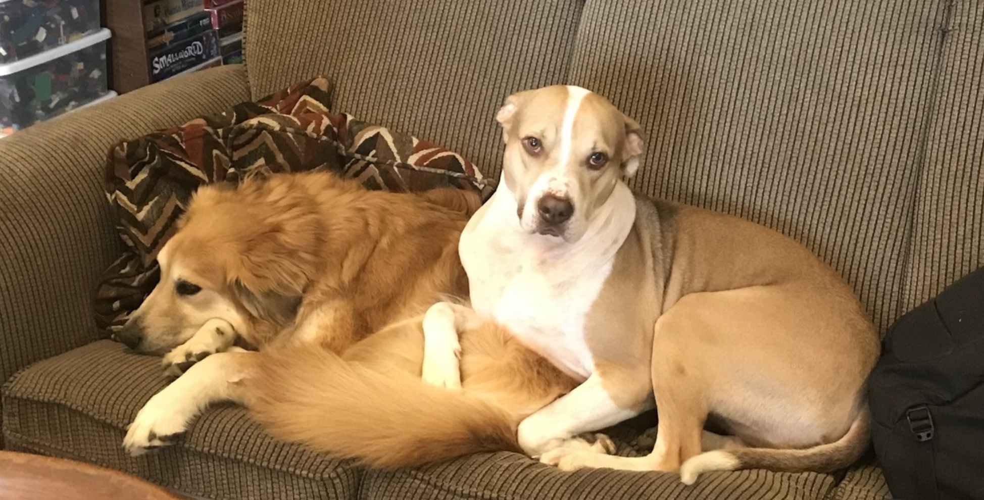 Two dogs